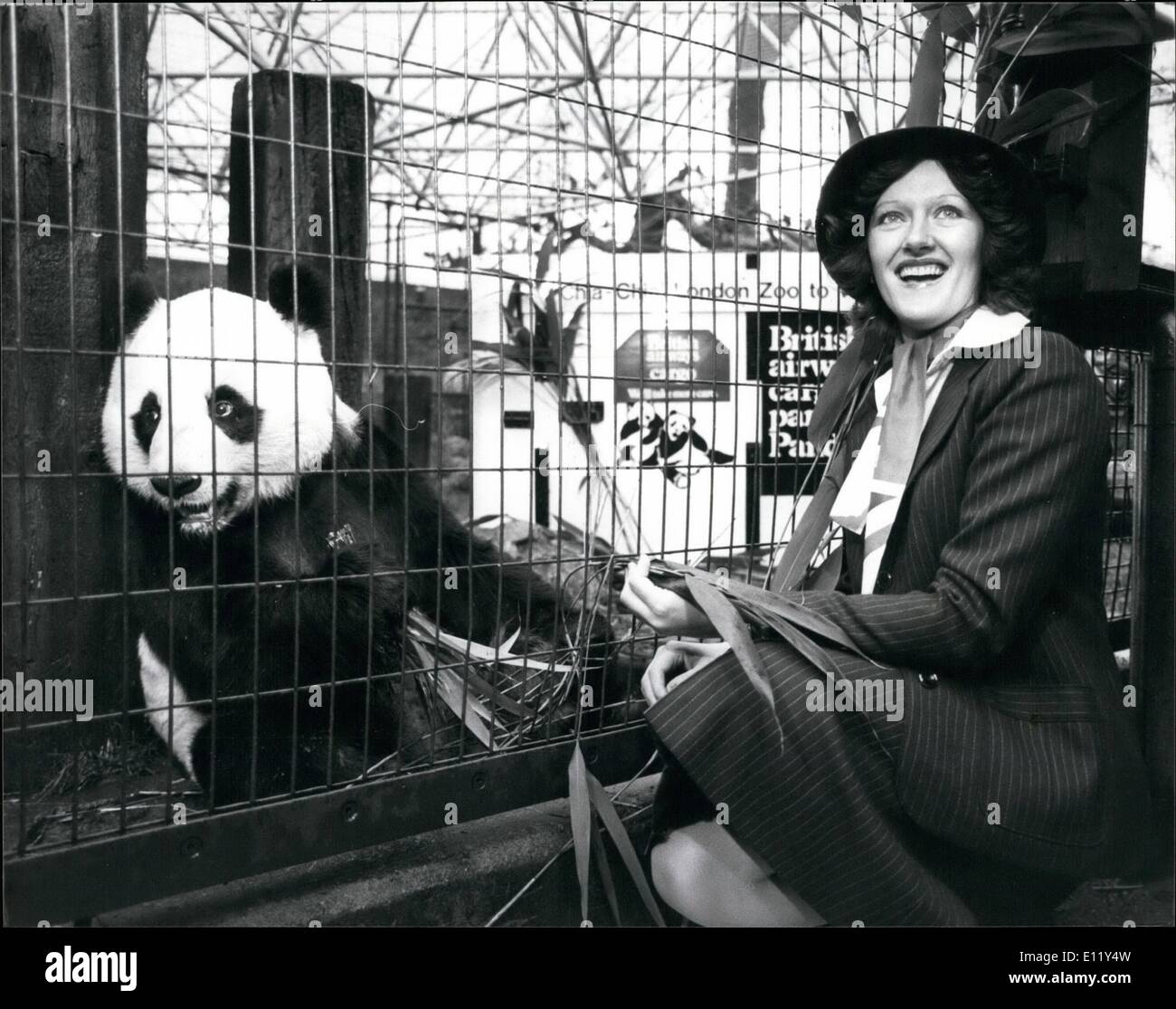 Mar. 03, 1981 - Chia Chia London's Giant Panda répond à son air hostees avant de s'envoler vers l'Amérique : Le Zoo de Londres, Grand Panda, Chia-Chia, rencontré British Airways hôtesse, Jacqueline Walker, qui lui a donné son vol détaillé pour son voyage en Amérique, le jeudi 5 mars. Huit ans et demi Chia Chia vole hors de l'aéroport d'Heathrow à Londres pour son affectation à dix ans du Zoo de Washington, Ling-Ling Panda femelle. Il voyage sur la BA 747 Freighter, qui est le seul navire de Jumbo dans le pays, à l'aéroport Kennedy, à New York, et de là à Washington par la route du Zoo Banque D'Images