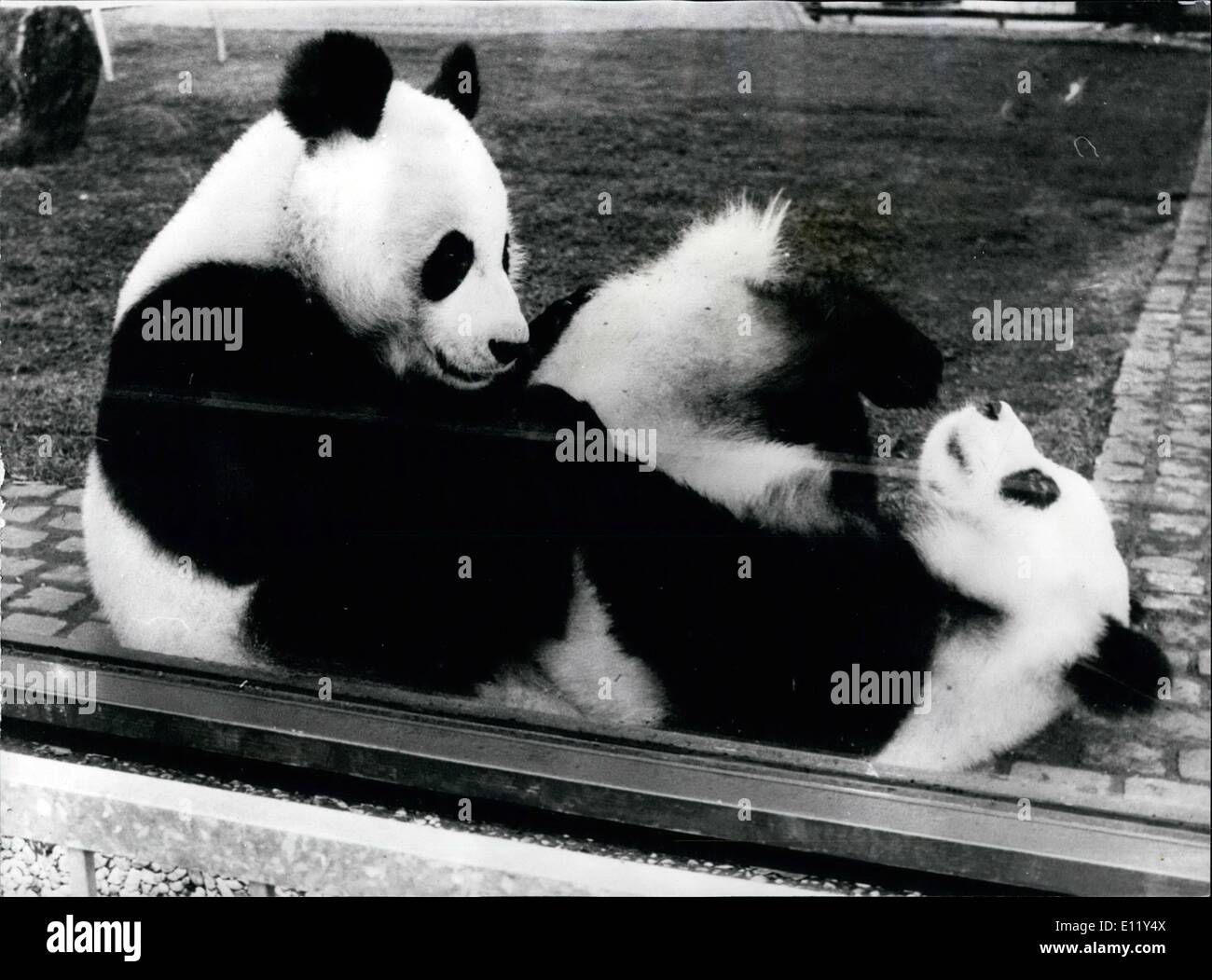 Mar. 03, 1981 - Pandas dans une ambiance ludique : alors que les zoologistes en France avec attente surveiller la progression des Britanniques et Américains qui ont été Pandas united à Washington dans l'espoir qu'ils s'accouplent, ces jeunes pandas dans le zoo de Berlin ont célébré l'arrivée du printemps dans une ambiance ludique. -Tien Tien et Bao-Bao, présenté au chancelier Schmidt par le dirigeant chinois Hua Guofeng l'an dernier, ne sont que deux ans et ont pu apprécier le beau temps, de jeu et de leur ouverture d'dans romping stylo d'air pour le plus grand plaisir des visiteurs Banque D'Images