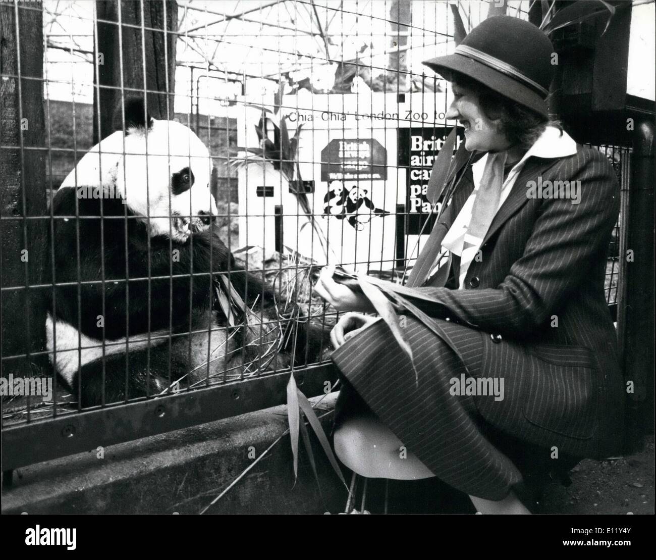 Mar. 03, 1981 - Chia Chia London's Giant Panda répond à son hôtesse de l'air, avant de s'envoler vers l'Amérique : Le Zoo de Londres, Grand Panda, Chia-Chia, rencontré British Airways hôtesse, Jacqueline Walker, qui lui a donné son vol détaillé pour son voyage en Amérique, le jeudi 5 mars. Huit ans et demi Chia Chia vole hors de l'aéroport d'Heathrow à Londres pour son affectation à dix ans du Zoo de Washington, Ling-Ling Panda femelle. Il voyage sur la BA 747 Freighter, qui est le seul navire de Jumbo dans le pays, à l'aéroport Kennedy, à New York, et de là à Washington par la route du Zoo Banque D'Images