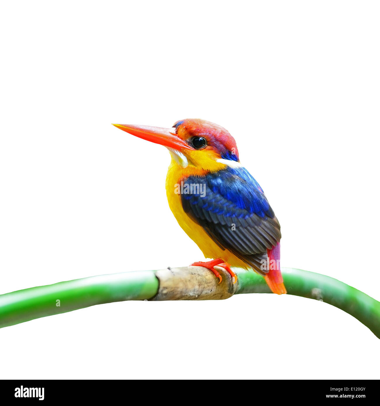 Martin-pêcheur coloré, homme noir Kingfisher (Ceyx erithacus), portrait, isolé sur fond blanc Banque D'Images