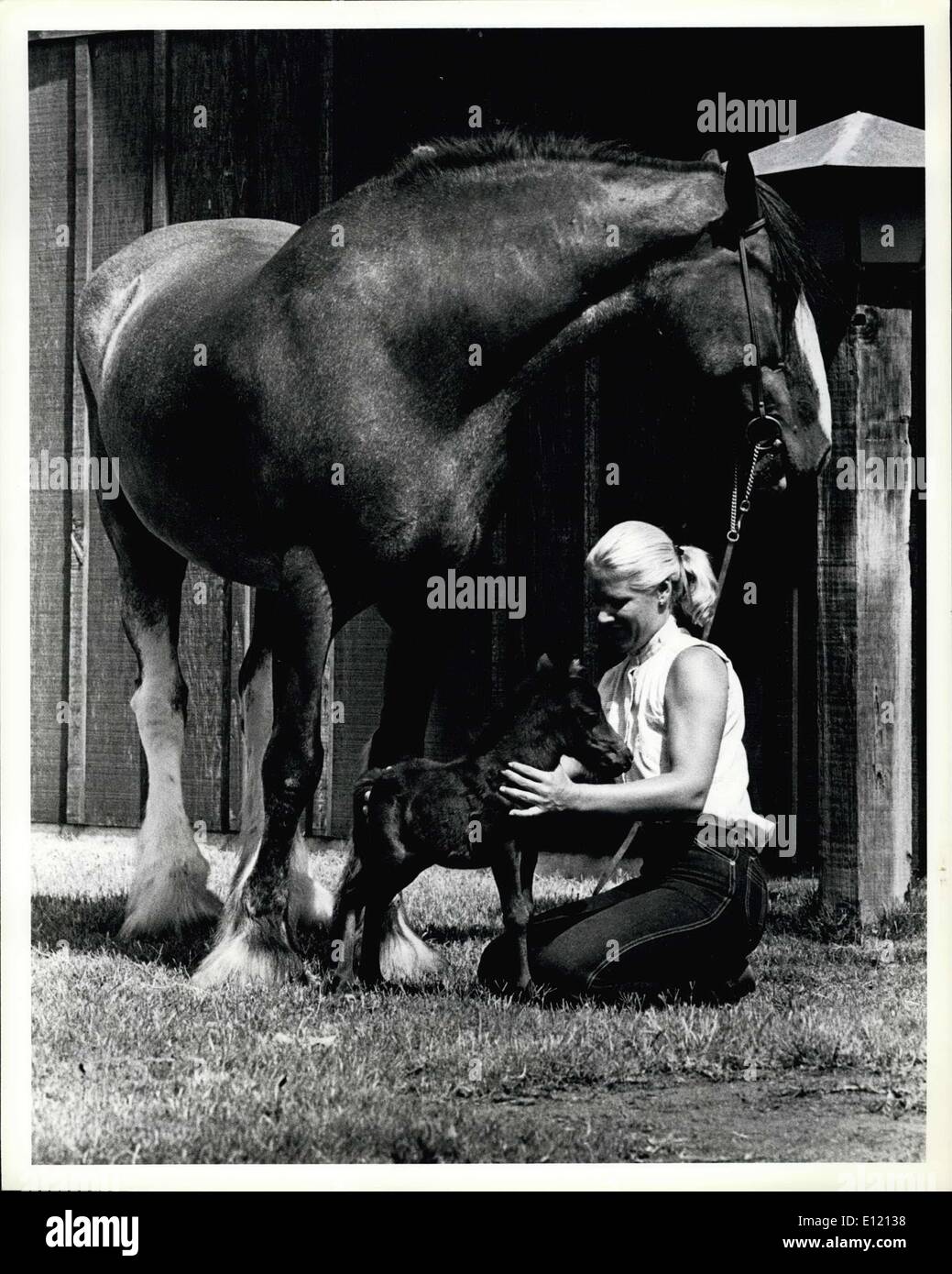 Le 30 septembre 1981 - Un grand cheval court Tales-- Le Zoo de San Diego Joan Embery ambassadeur de bonne volonté a la ''plus grand et le plus court'' du monde des chevaux à son ranch au bord du lac. Amoureux au bord du lac, un poulain Cheval miniature, n'est que d'environ la taille de 6-yera, la mélodie du Clydesdale tête. Chevaux Miniatures sont de vrais chevaux et poneys pas, et doit être enregistré dans la miniature horse association internationale. Leur taille adulte maximum peuvent être plus de 34 pouces à l'épaule. Banque D'Images