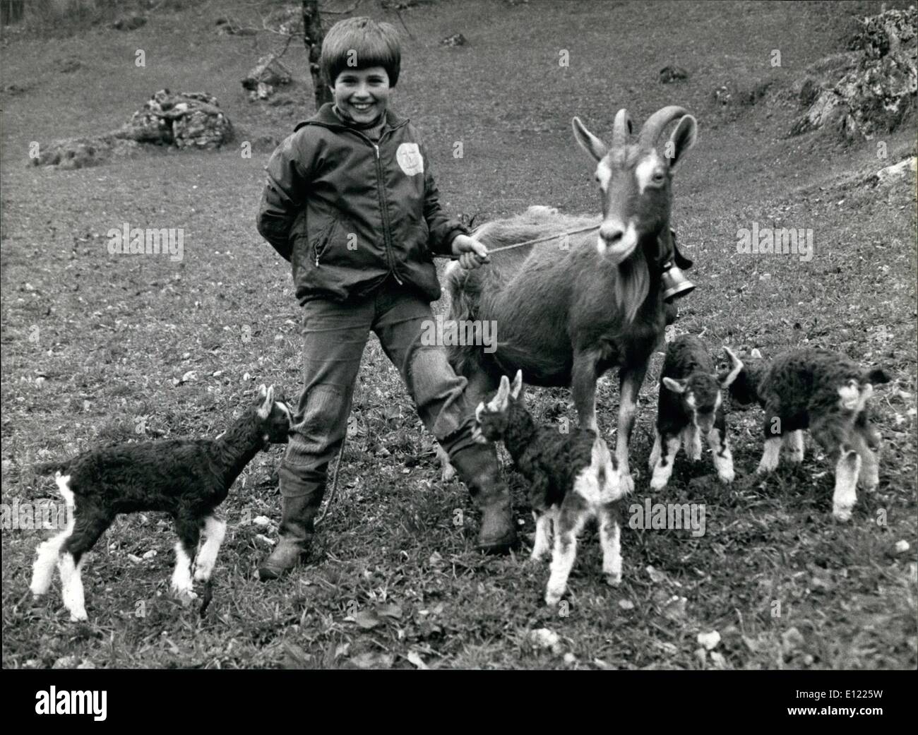 Avril 04, 1983 - Quads dans le bouc-stable à Erstfeld (Suisse) : Quads présenté nanny-chèvre Fanny dans l'étable de Melk Banque D'Images