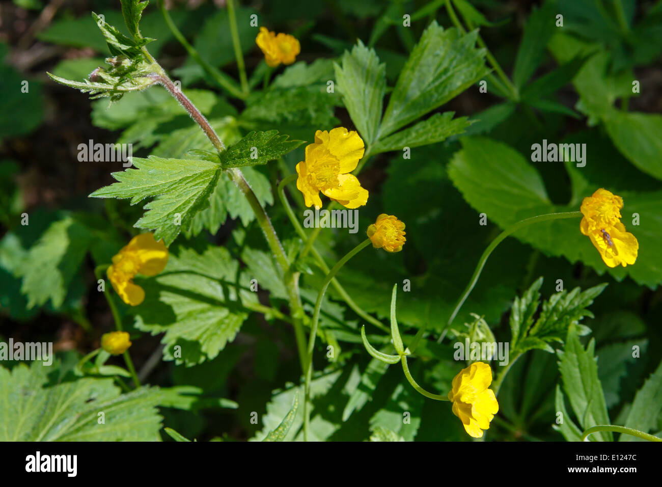 Fleurs de Printemps sur verts juteux Banque D'Images