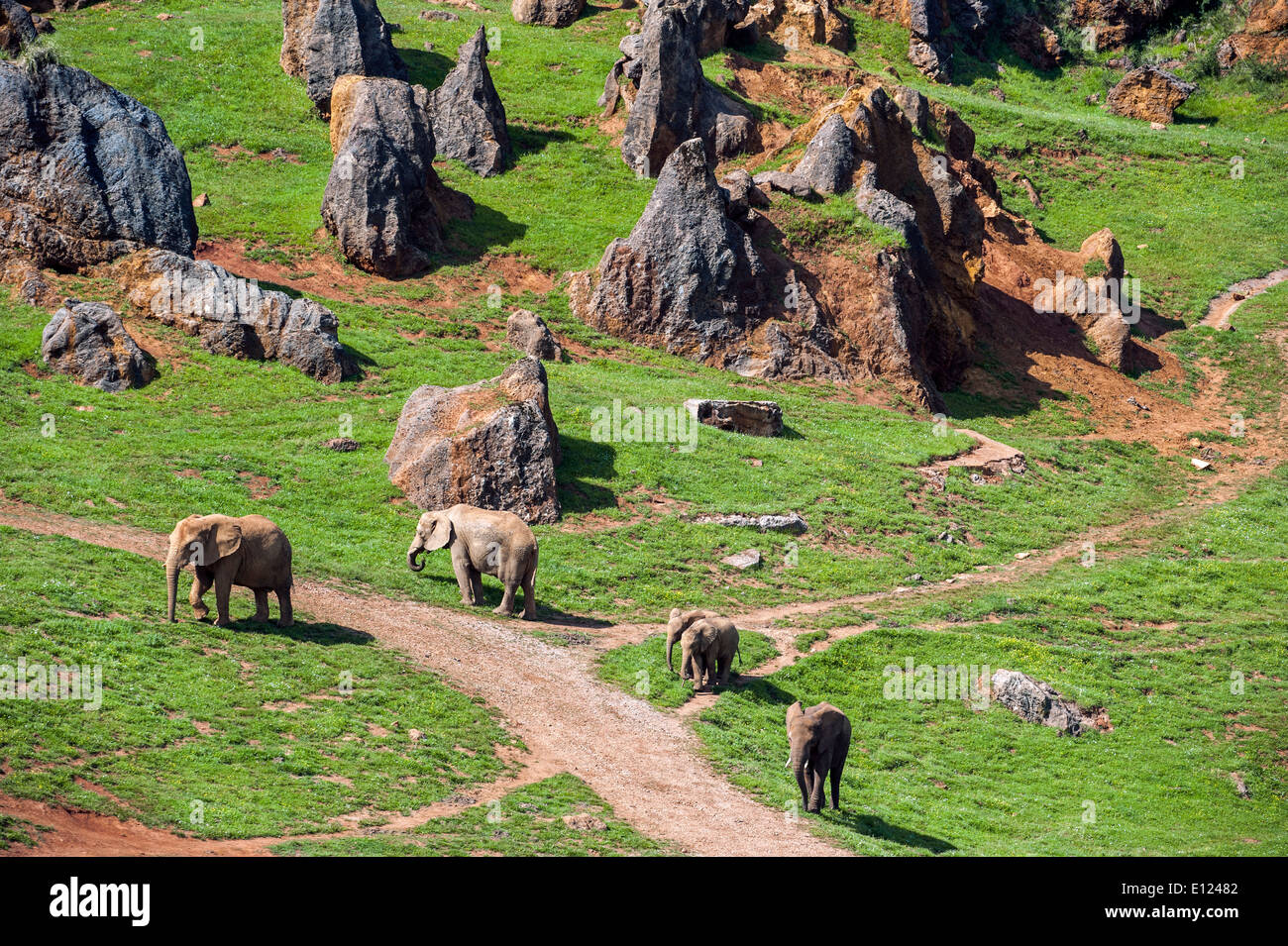 Boîtier avec troupeau d'éléphants d'Afrique (Loxodonta africana) au Parc Naturel de Cabarceno, Penagos, Cantabria, ESPAGNE Banque D'Images