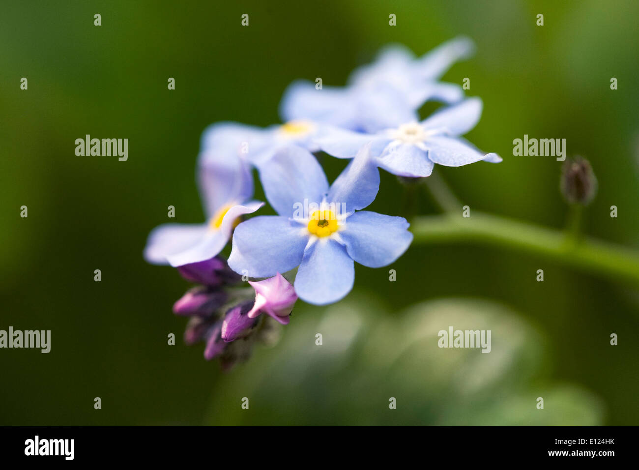 Myosotis sylvatica . Ne m'oubliez pas dans un jardin anglais. Banque D'Images