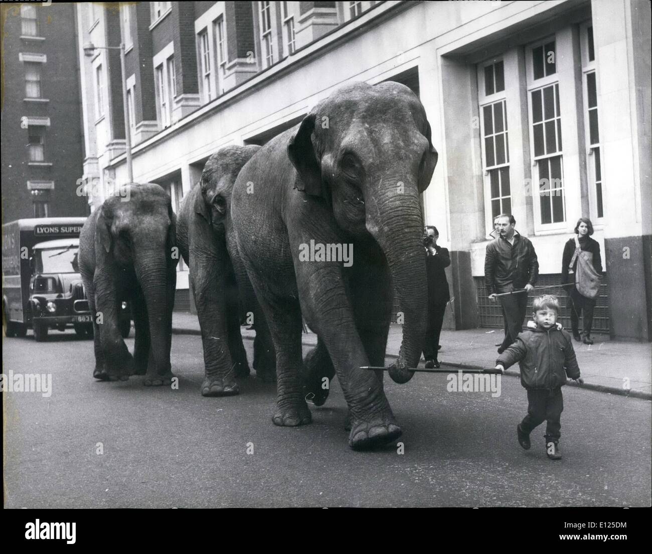 Le 12 décembre 1996 - L'éléphant de cirque pour faire de l'exercice - trois des éléphants qui apparaîtra dans Bertan Mills Circus ouvre le vendredi. Le 23 décembre, trois ans, fils de Henry Frochte Frochte Formateur Wilhelm. Photo : Keystone montre- vieux de trois ans, vu Frochte Henry menant de la LEP, suivie de Saida et Babati, les trois éléphants pendant leurs exercices de Blythe Lire, Kensington Banque D'Images