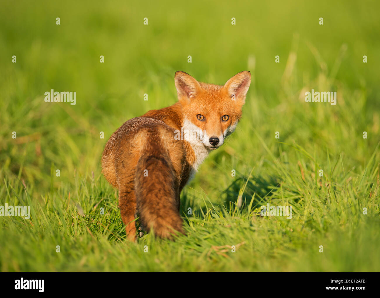 Wild red fox (Vulpes vulpes) Banque D'Images