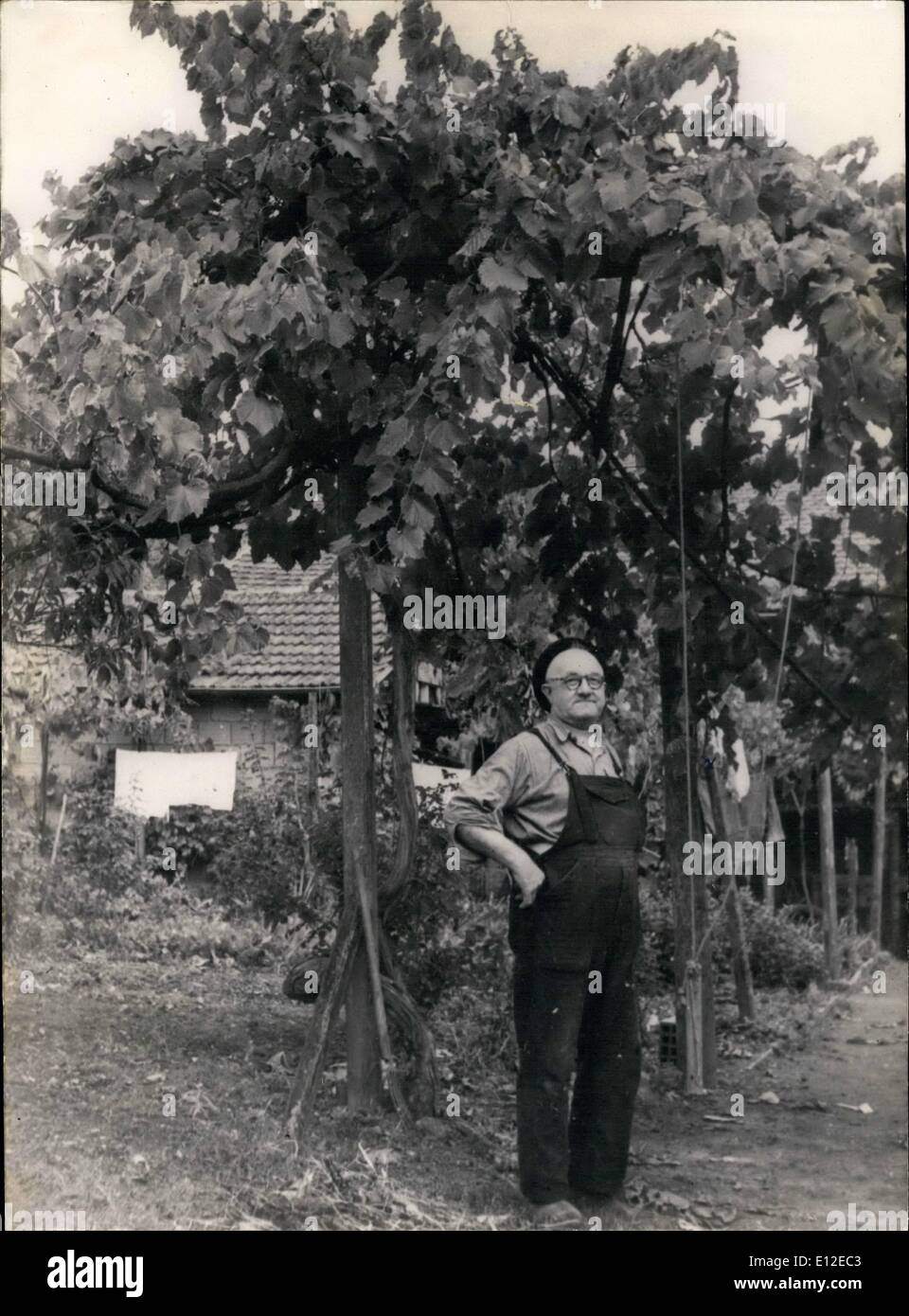 Le 20 décembre 2011 - ce qu'une vigne. Cette colossale vigne cultivée dans un petit village de Randan (près de Clermont Ferrand) a produit plus de 1 000 kg de raisin. Banque D'Images