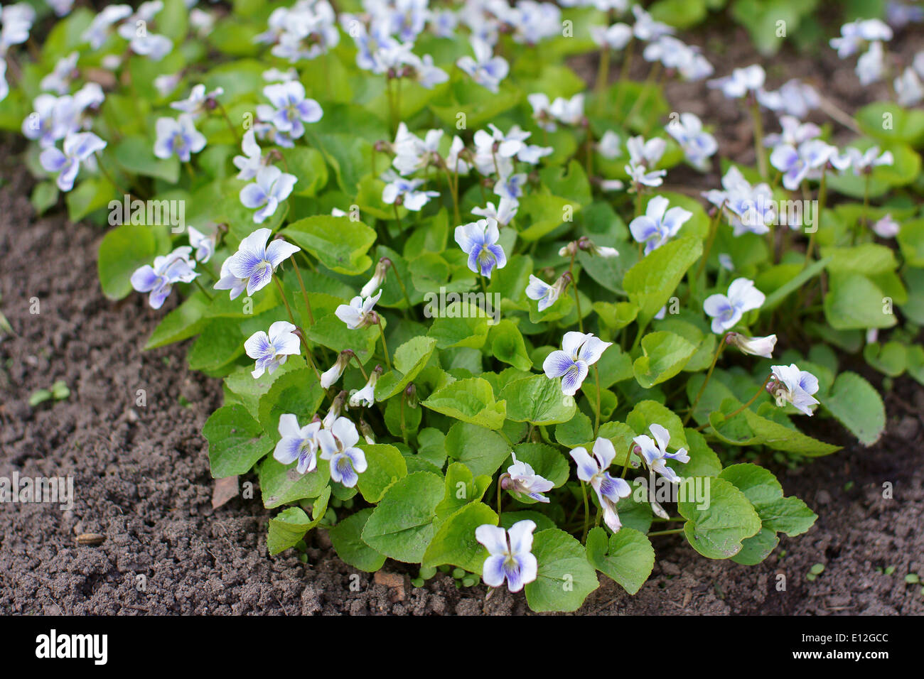 Fleurs blanc bleu violet commune Viola sororia Banque D'Images