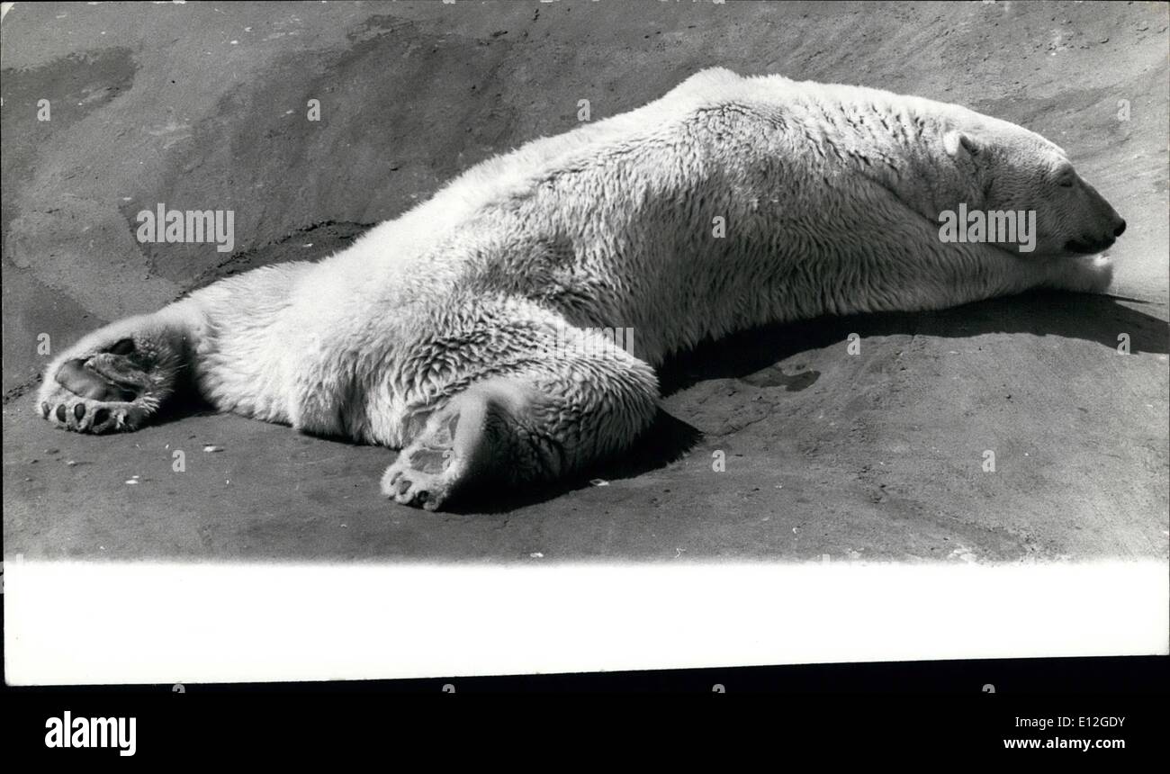 10 janvier 2012 - 15 août, 1973 Cette chaleur plutôt vous obtient vers le bas. Photo montre : polar bear Sam, père de la London Zoo's popular Paddywack prend une sieste dans l'après-midi soleil aujourd'hui. Banque D'Images