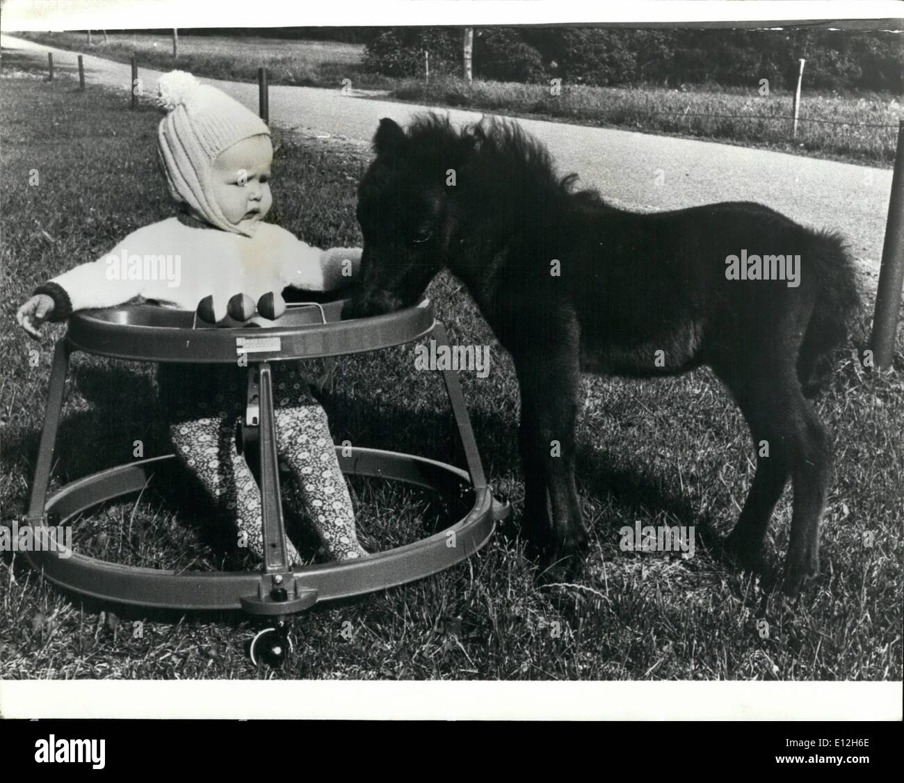10 janvier 2012 - petits camarades : six-mois Motte Hansen, d'Brydum dans le Jutland, a pour compagnon, un six-jours poney Shetland, ce qui est réclamé par son propriétaire pour être le plus petit du monde, ne pesant pas plus de 10kg et mesurant seulement 45 centimètres du sol pour le hack de la moitié de la normale pour un poulain de cet âge. Banque D'Images