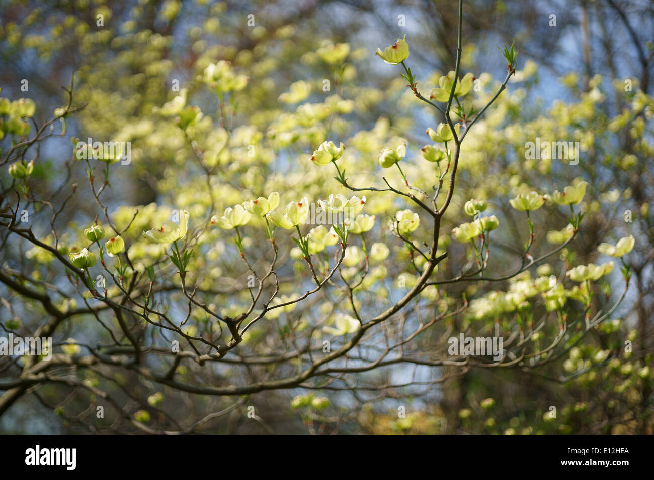 Fleur de printemps cornouiller Cornus florida Banque D'Images