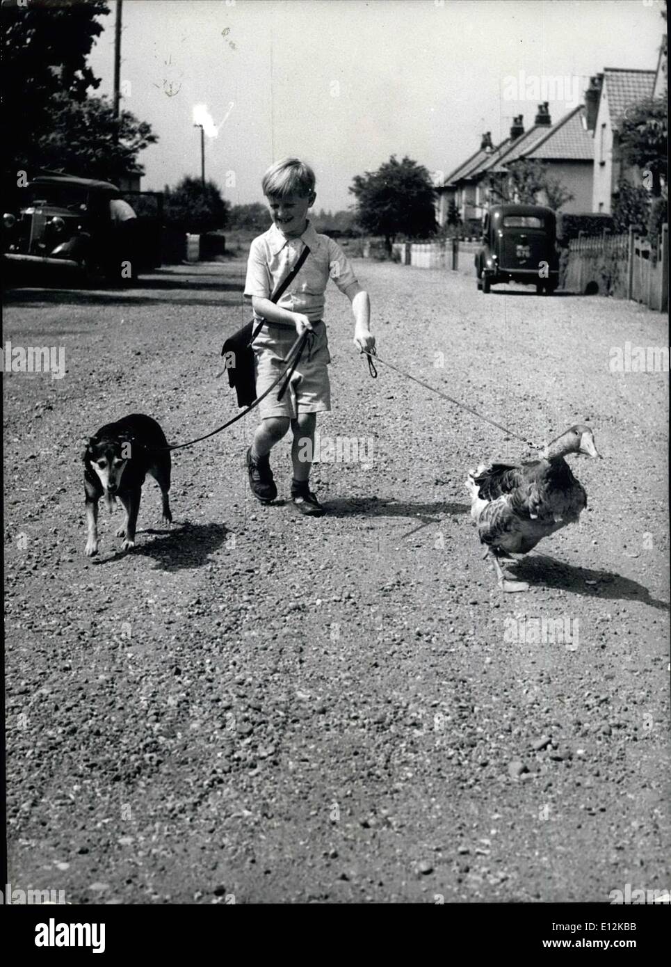 24 février 2012 - '', Goosey Goosey Gander - maintenant, vous ne pouvez pas vous promener.. !  : Penny, l'oie, adore être pris pour une promenade sur l'initiative Banque D'Images