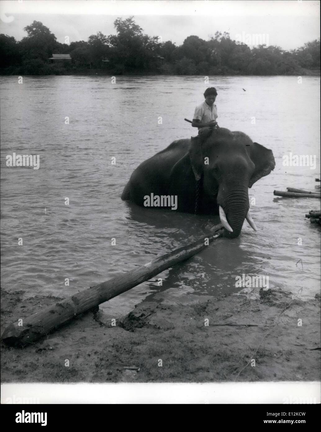24 février 2012 - des bûches plus petites sont utilisées pour assembler les grands arbres du radeau. Les éléphants entrent directement dans l'eau pour aider à la préparation du radeau. ''Jumbo'' est toujours supérieur au tracteur dans la forêt de teck siamois mais le chien doit se méfier du voleur de grenouille ; la science du XXe siècle n'a toujours pas fourni une meilleure aide à l'industrie du teck de Thaïlande que ''Jumbo''. Aucun tracteur moderne ne peut s'user aussi délicatement entre les arbres et pousser ou tirer les grosses grumes de teck vers la rivière où ils sont attachés dans des radeaux énormes de jusqu'à 300 grumes, chacun d'une valeur d'environ 3-400 Banque D'Images