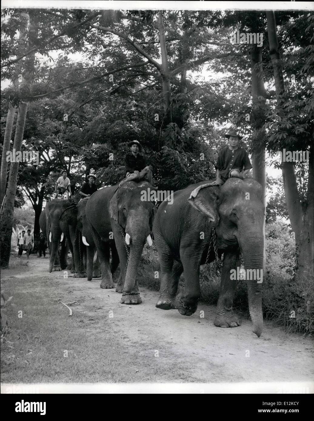 24 février 2012 - Une équipe d'éléphants appartenant à la société Borneo sur leur lieu de travail sur le teck de sciage par un siamois, chacun se vanter a un ''livre'' donnant des détails de son âge, et l'enregistrement de travail. L'entreprise a essayé le tracteurs, mais les éléphants sont toujours le meilleur moyen de faire passer la lourdes billes.  :''Jumbo'' est toujours supérieure à l'entraîneur dans la forêt de teck siamois mais le chien ont à se méfier du frogman voleur, vingtième siècle, la science n'a toujours pas fourni une meilleure aide à l'industrie de la Thaïlande en teck ''Gros'' Banque D'Images