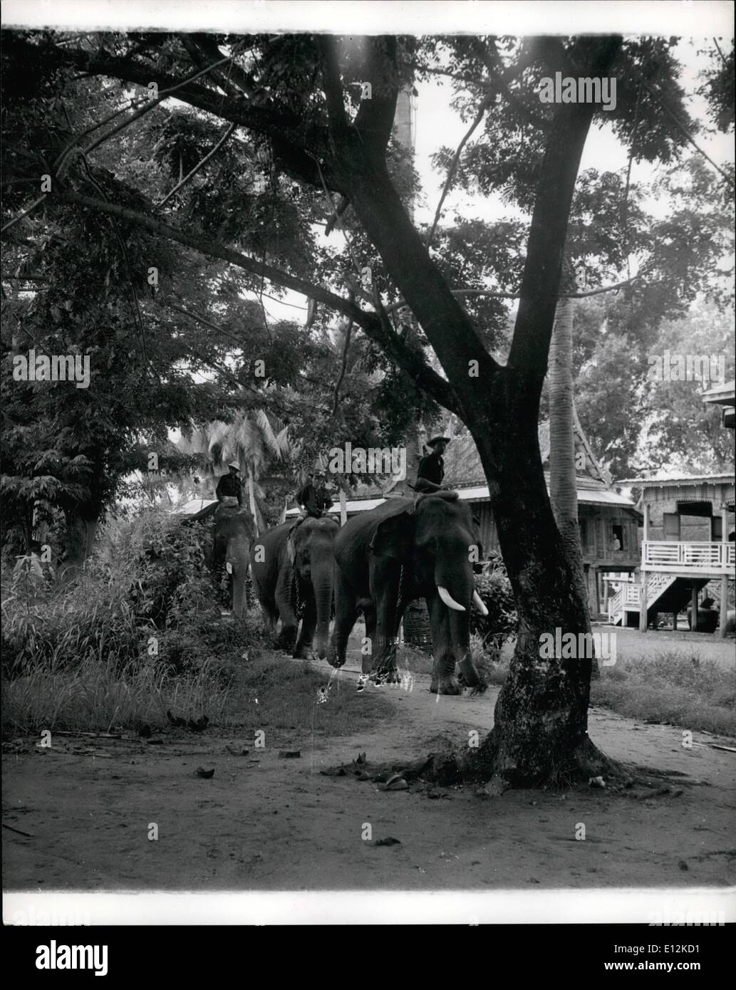 24 février 2012 - L'exploitation forestière ''Gros'' est toujours préféré le tracteur ; une équipe d'éléphants appartenant au Bornéo Trading Company, qui possède de grandes concessions de forêts de teck en Thaïlande est Nakonsawan salon quitter le camp pour une journée de travail dans la forêt. Bref, même défenses indiquent un placid, intelligent, travaillant dur éléphant. ''Gros'' est toujours supérieure à l'entraîneur dans la forêt de teck siamois mais le chien ont à se méfier du frogman voleur, vingtième siècle, la science n'a toujours pas fourni une meilleure aide à l'industrie de la Thaïlande en teck ''Gros'' Banque D'Images