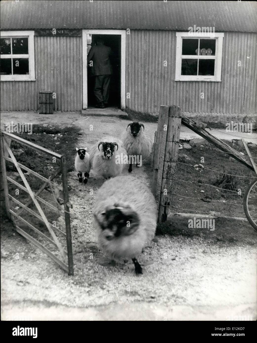 24 février 2012 - la face noire des moutons. Banque D'Images