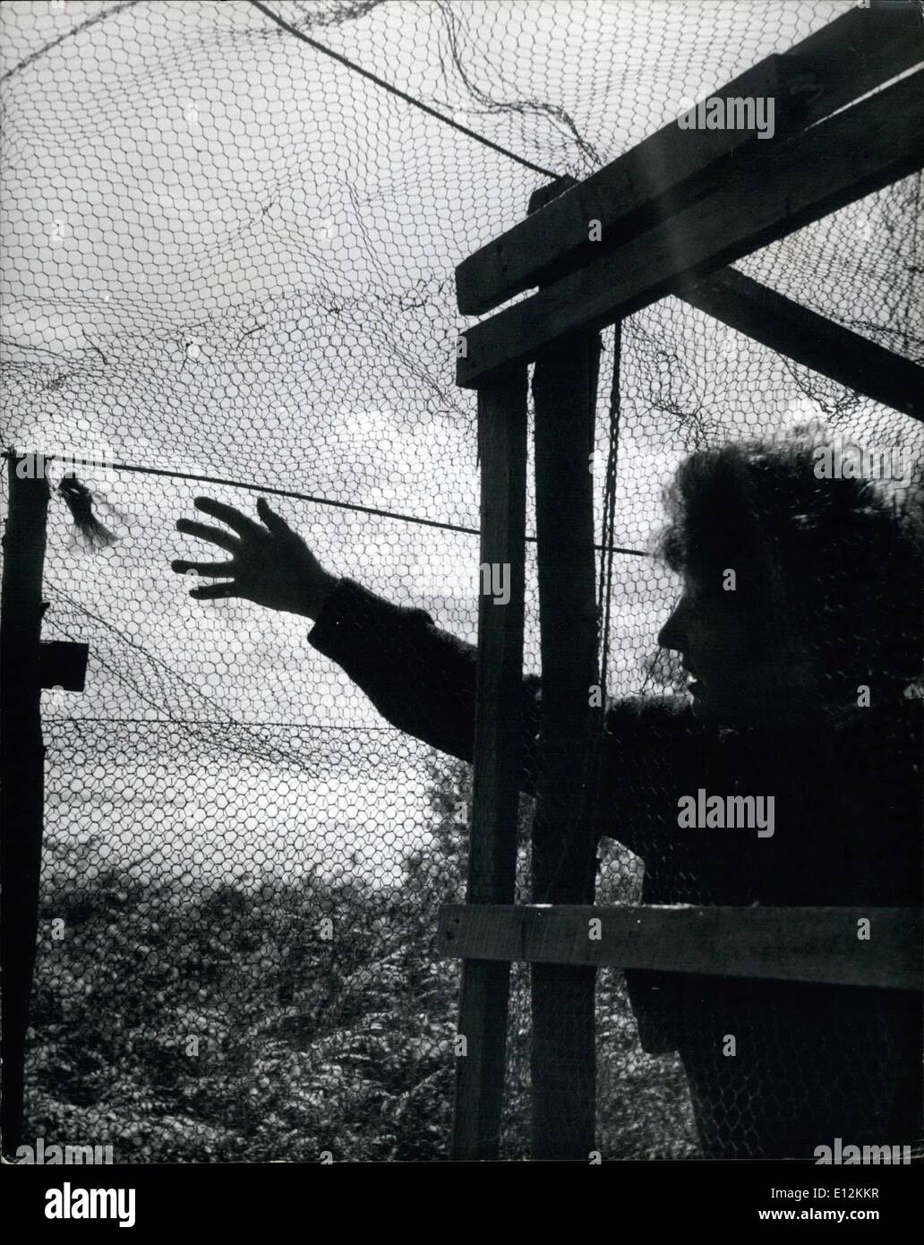 24 février 2012 - Préfet de Lundy Island : Barbara Whitaker trouve une prise dans son piège Helgoland pendant sa visite du matin de l'île. C'est un saule orangée et elle est sur le point de la retrouver dans le mesh. Banque D'Images