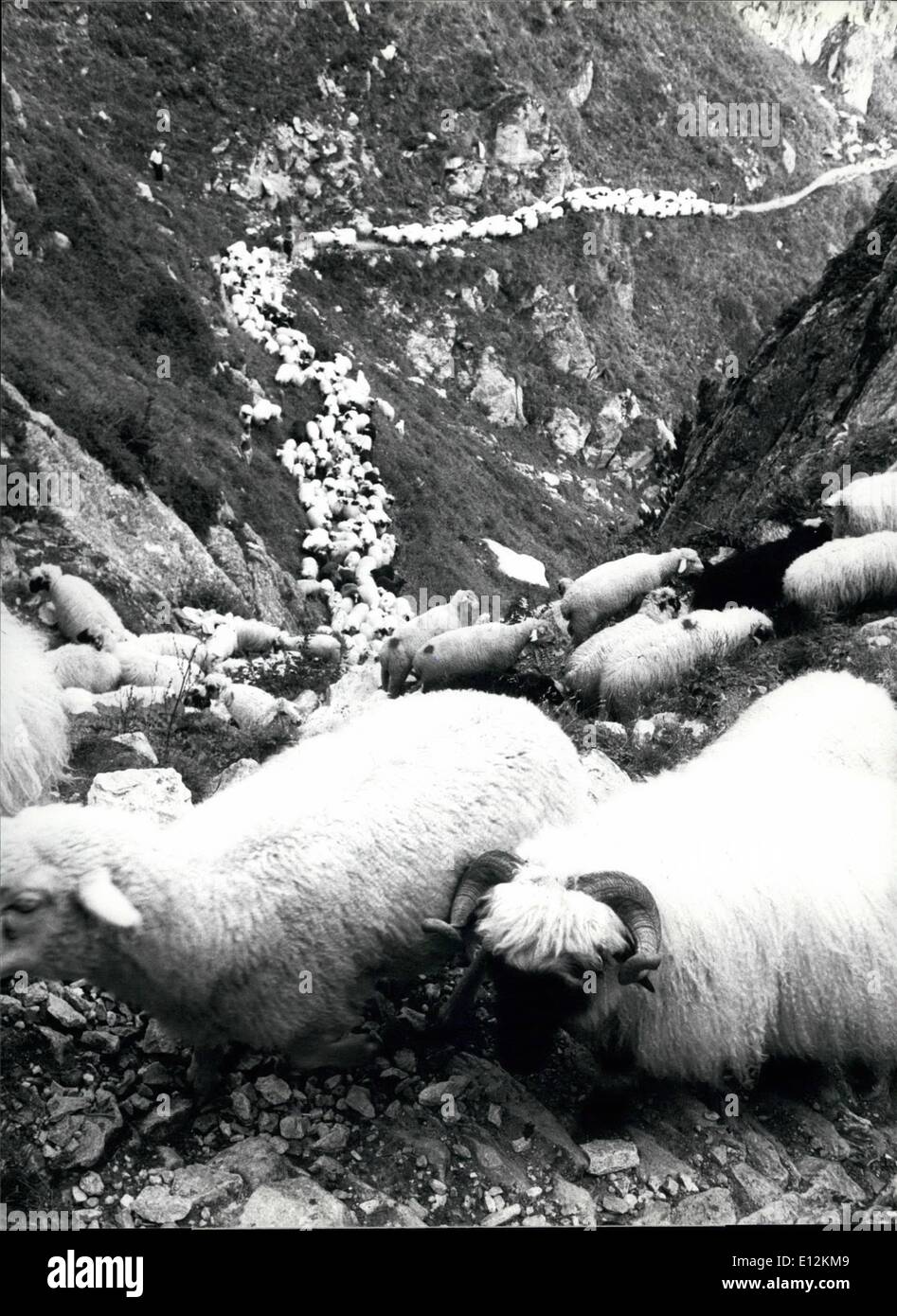 24 février 2012 - Retour de l'alpage : des milliers de moutons de la race noire indigène nouse de canton suisse Valais Wester Banque D'Images