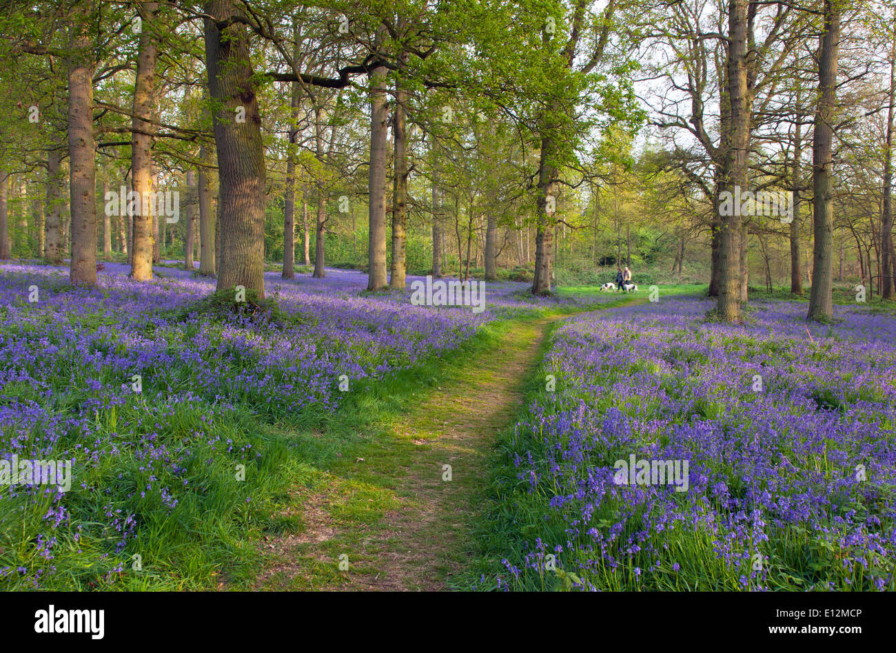 Bluebell Hyacinthoides non-scriptus Blickling Grand Bois peuvent Banque D'Images