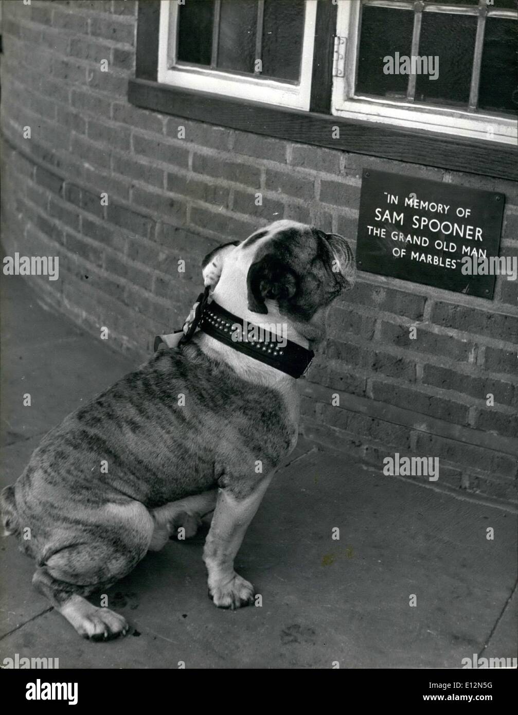 24 février 2012 - à la mémoire de l'G.O.M. de billes.:Winston le bulldog mascot se penche sur la plaque qui a été mis en place Banque D'Images