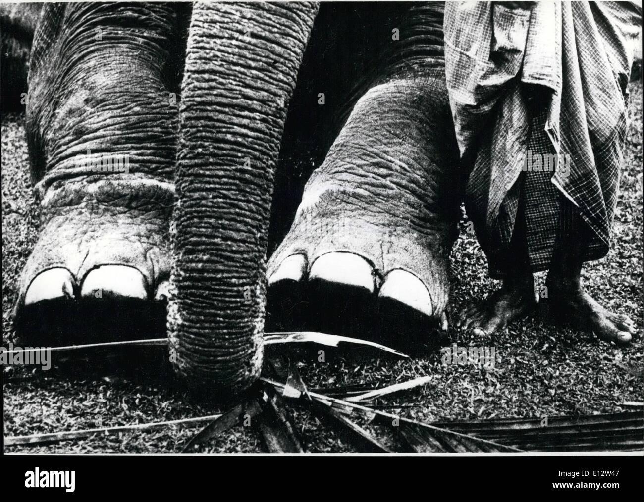 25 février 2012 - ''Per Pedes'' : marchait ce photographe, alors qu'il ''shot'' cet éléphant avec son corps, dans le lointain de Ceylan, ''contraste'', a-t-il nommé précisément simple mais son travail. Aheadless avec photo de vous pourriez laisser parfois une bonne impression. Banque D'Images