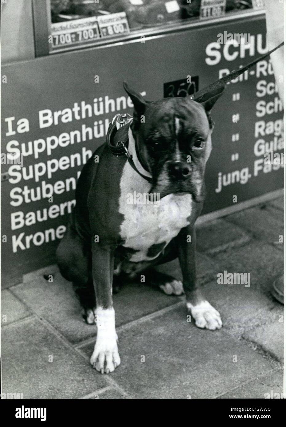 25 février 2012 - ''Je suis un chien pauvre pensez-vous? Ce n'est pas tout à fait exact! Derrière moi, il y a des rôtis et des potages, ainsi que de jeunes faisans, mais ils ne peuvent pas me faire bouche d'eau! Je suis végétarien dit à mon maître. Oh, mais quand je peux partir, bien sûr je ne peux pas donner de garantie pour tous ces délicieux poultries. Je suis seulement un chien et faim. Banque D'Images