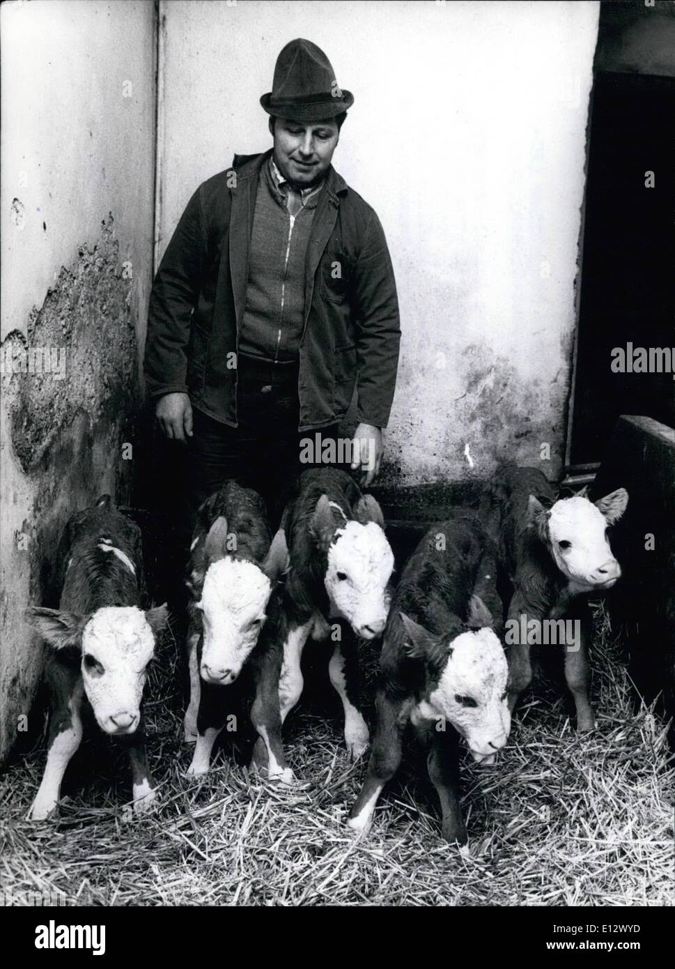 25 février 2012 - sensationnel dans une vache bavaroise-stable : La GC ''Amsel'' de l'agriculteur (Anton Anton Stegmuller Stegmuller) dans Eppisburg/West-Germany a donné naissance à des quintuplés. Le professeur Franz Pirkner, chef de l'Animal-Breeder-Institut à Munich/Allemagne- Ouest croit que la raison de cette naissance-'miracle'' est un traitement aux hormones. Le propriétaire, agriculteur Stegumuller ont des doutes : 'aussi les autres vaches s'hormones, mais c'est arrivé rien" Banque D'Images