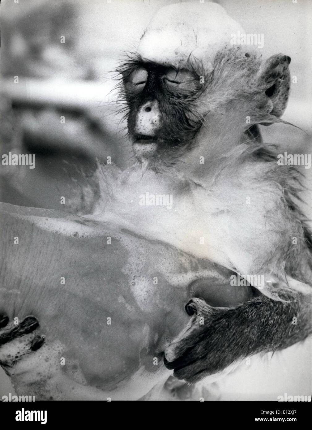 25 février 2012 - Mme Bailey's mon amour leur baignoire de temps de lit. Ce singe regarder comme si il apprécie chaque minute. Banque D'Images