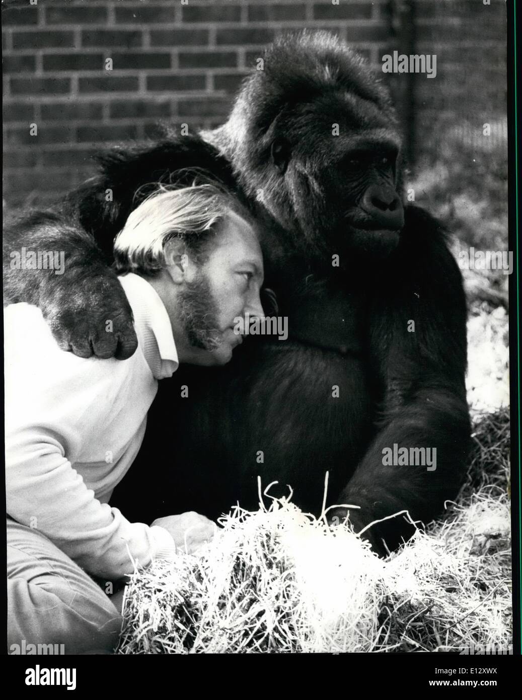 25 février 2012 - C'est comme si John Aspinall a une façon avec les animaux. Même ce gorille pourrait s'il voulait être vraiment dangereux mais il met un bras autour de son maître. Banque D'Images