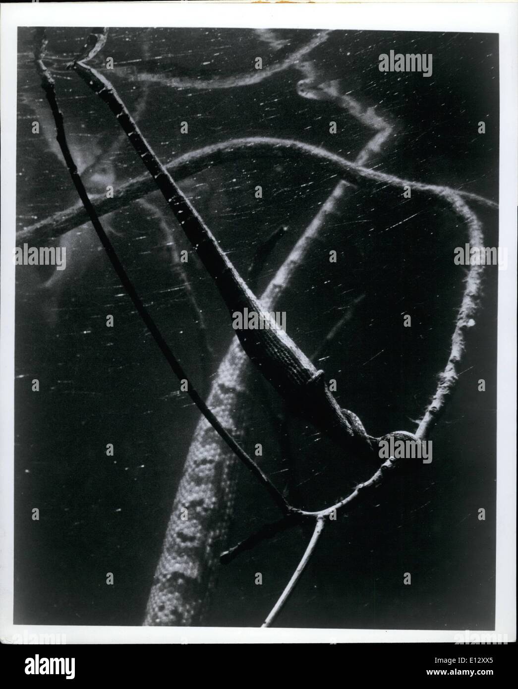 25 février 2012 - ce n'est pas un bâton, c'est un l'un, l'de huit jeunes nés le 31 août au zoo du Bronx -- et qui bosse en son milieu est un poisson au dîner. Nommé pour deux volets,ou ''les tentacules,'' à l'extrémité du museau, ces live-palier (non-toxiques) des serpents d'eau douce sont indigènes à la Thaïlande et au Cambodge, où ils sont appelés ''stick serpents.'' c'est la première reproduction réussie de l'espèce au zoo du Bronx. Banque D'Images