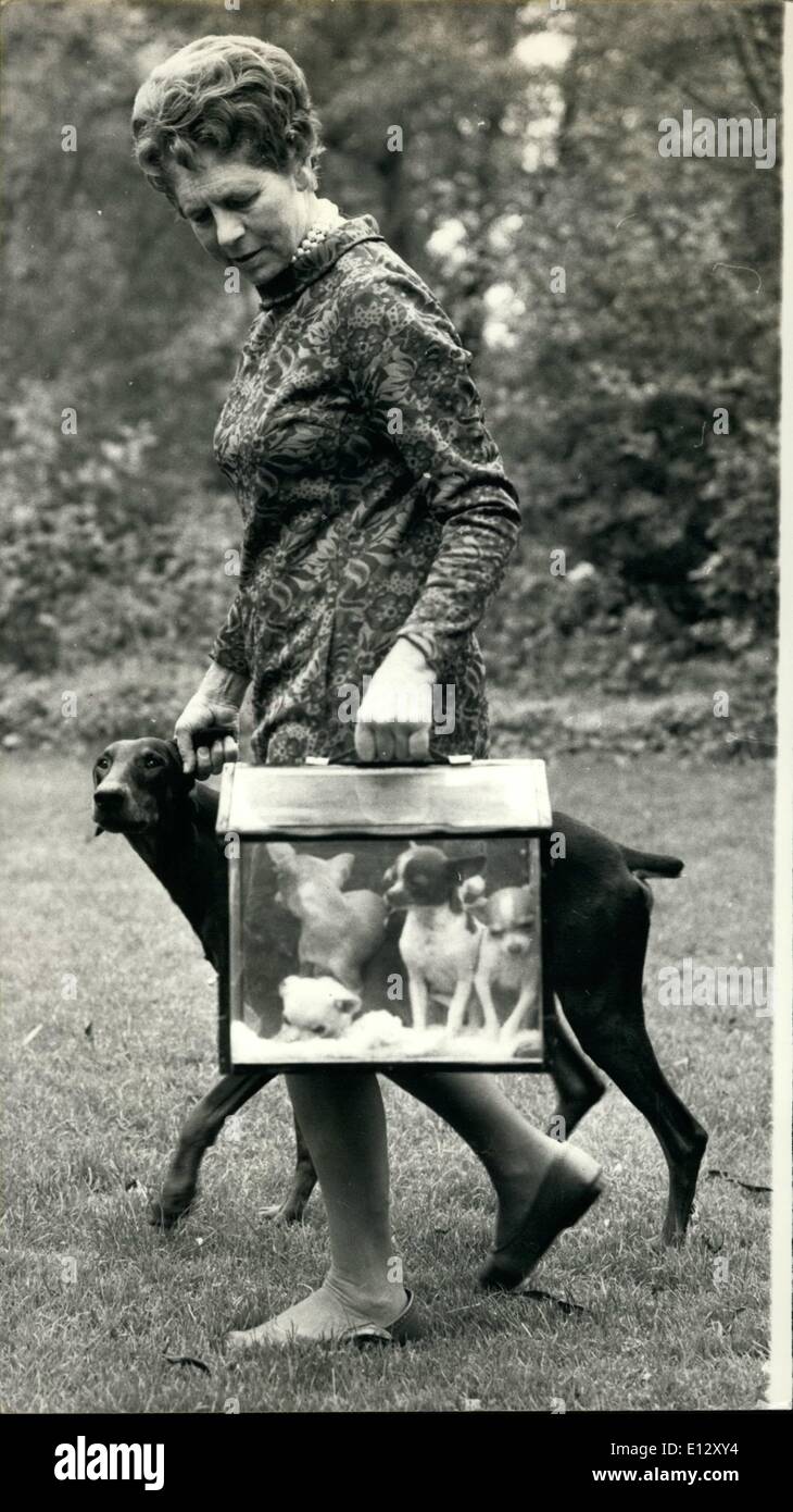 25 février 2012 - UN Portable Home pour Lady Drummond-Hay's chis : sa fille, Annily, est un célèbre show-cavalier, mais elle engendre Chihuahuas. Elle est Lady Margaret Drummond-Hay, sœur du duc de Hamilton, qui vit à Old Mill House, Middle Barton, l'Oxfordshire. Ses chiens ont gagné de nombreux prix à Crufts présente, et elle espère qu'ils continueront à le faire à l'avenir. Maison pour les plus petits qu'elle utilise un portable home. Photo montre Lady Margaret Drummond-Hay a plein les bras Banque D'Images