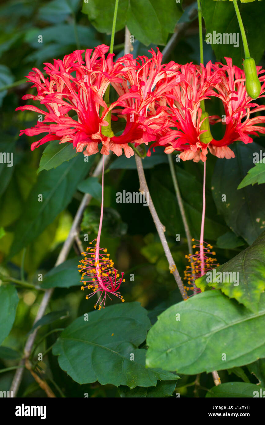 En stretch, fleurs recourbées du sous-arbuste tropical Hibiscus schizopetalus Banque D'Images