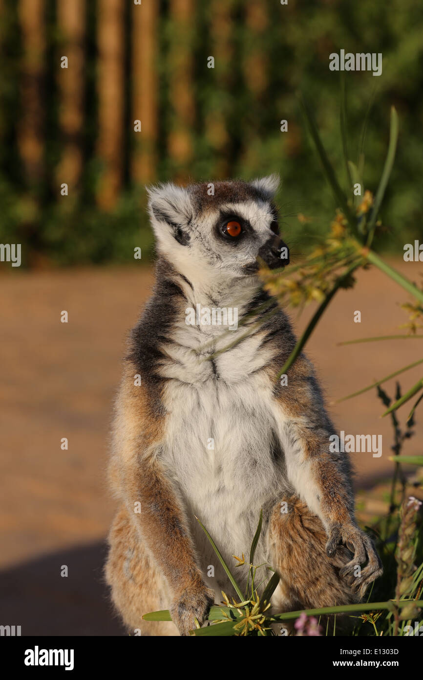 Lemuridae lemur regardant close up Banque D'Images