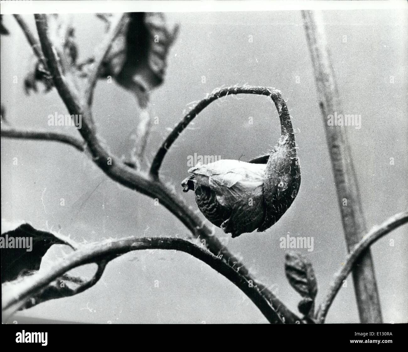 Le 26 février 2012 - Vous dites la tomate - je dis pomme de terre : quatre plantes qui pourraient être soit Pommes de terre pour les tomates sont de plus en plus l'un des Banque D'Images
