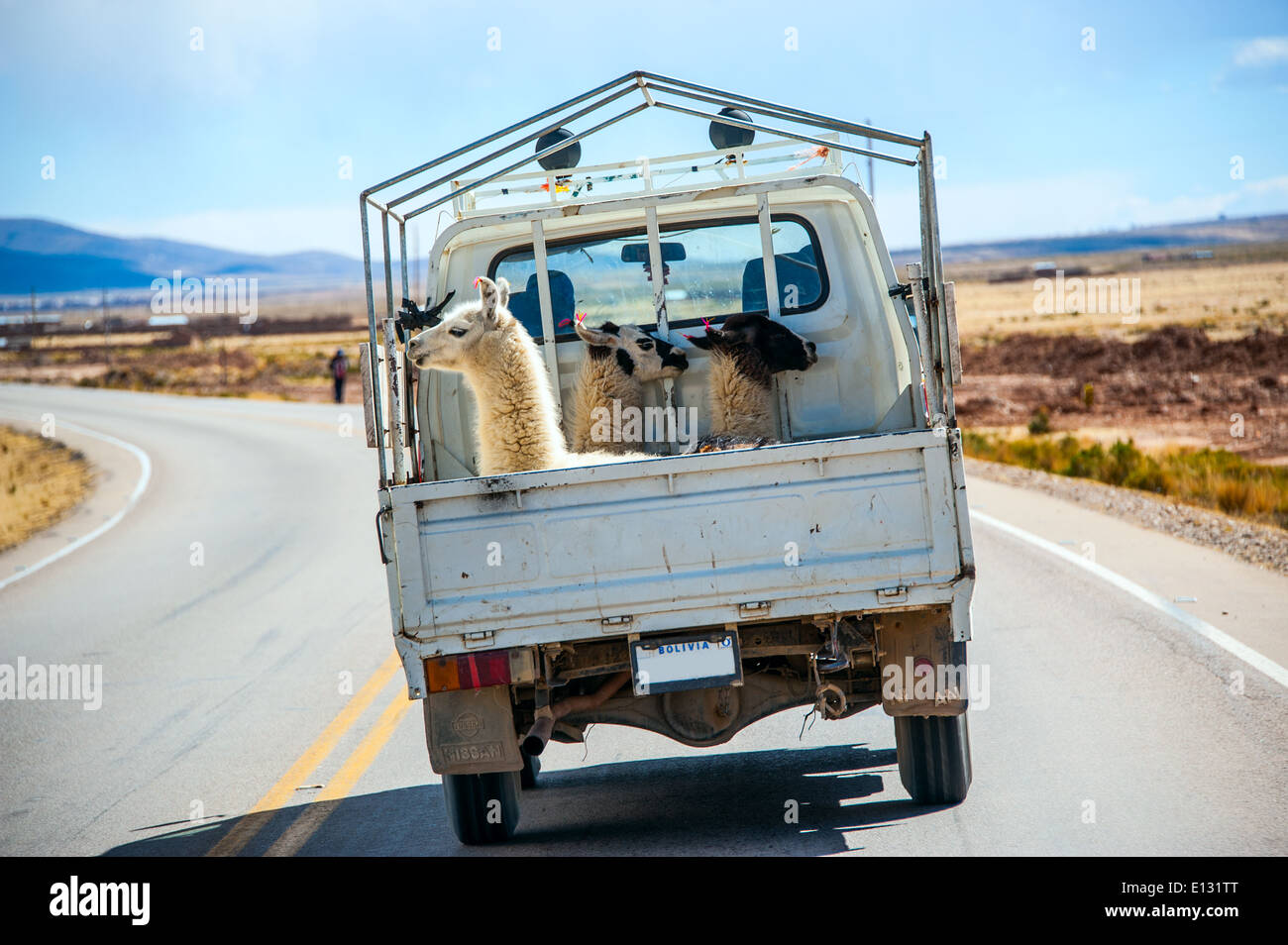 Trois lamas avec étiquettes d'oreille traditionnelle balade en chariot. Route de La Paz, Bolivie, Amérique du Sud Banque D'Images