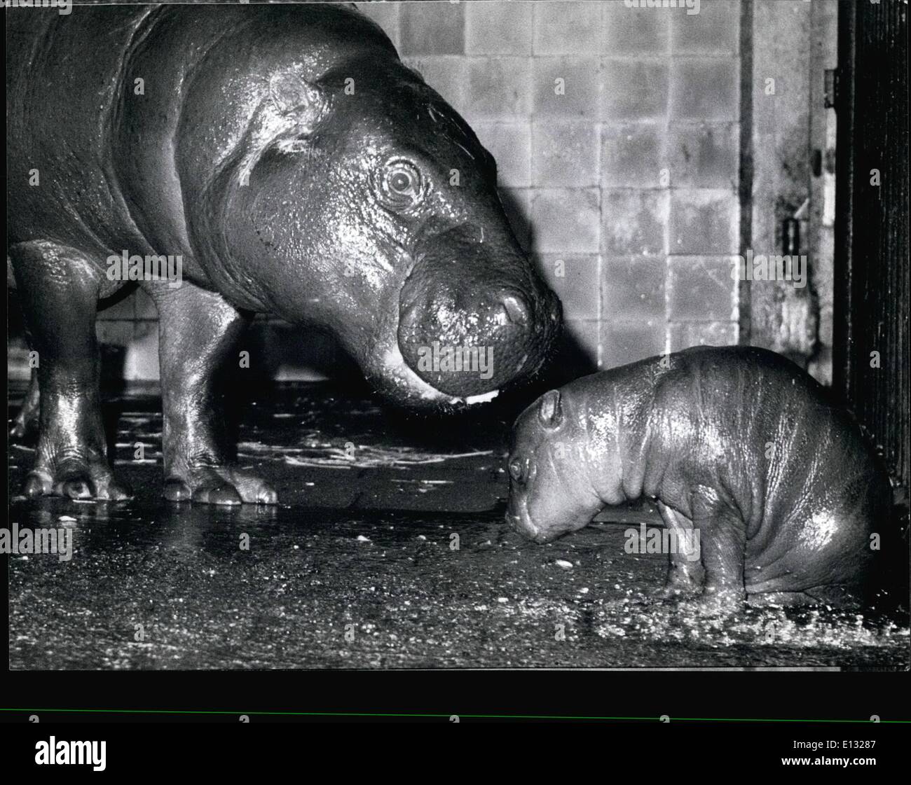 Hippopotame Nain Banque D Image Et Photos Alamy