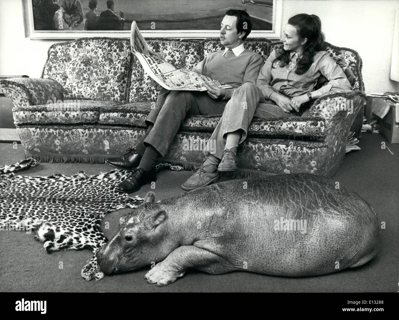 Le 26 février 2012 - Un hippopotame sur le tapis. Certaines personnes aiment avoir un chien dans le foyer-tapis tandis que d'autres préfèrent un chat, mais la famille Cawley ont un hippopotame, pas par choix, mais parce que Mary Chipperfield (de la célèbre famille de cirque) et son mari Roger Cawley gérer l'animal article de Longleat, le Wiltshire accueil du Marquis de Bath, ESME, l'hippo juste erre dans le salon pour une sieste. Banque D'Images