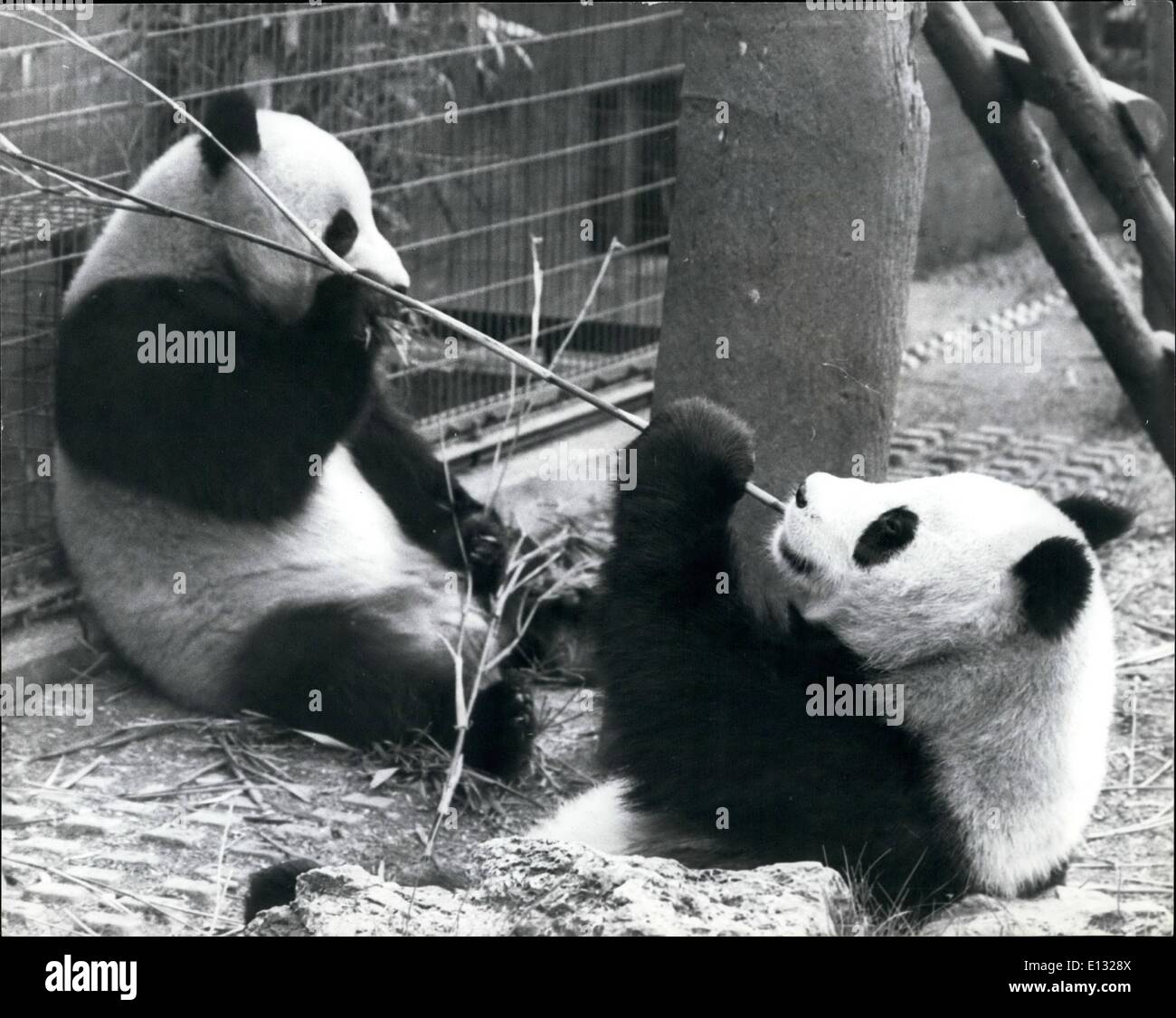 Le 26 février 2012 - Nous recevons le long bien. Ching-Ching (femelle) et Chia-Chia (mâle), les deux pandas géants qui est arrivé en Grande-Bretagne en septembre dernier à titre de dons de la Chine s'entendent très bien, à s'en tenir étroitement, comme cette photo du Zoo de Londres récemment, montre. Banque D'Images