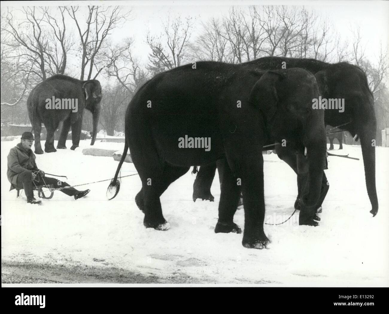 Le 26 février 2012 - Rennes, chiens et les chevaux... mettre au transport, ne sont pas nouvelles. Buth cette, un éléphant comme un projet-animal en face d'un traîneau, est presque une sensation. De ce qui se passe un whitness tous les visiteurs du zoo de Munich/West-Germany Hellabrunn, peut être. Le Jumbo l'aime d'avoir un peu de travail en plein air - et le gardien bénéficie d'elle probablement trop. Banque D'Images