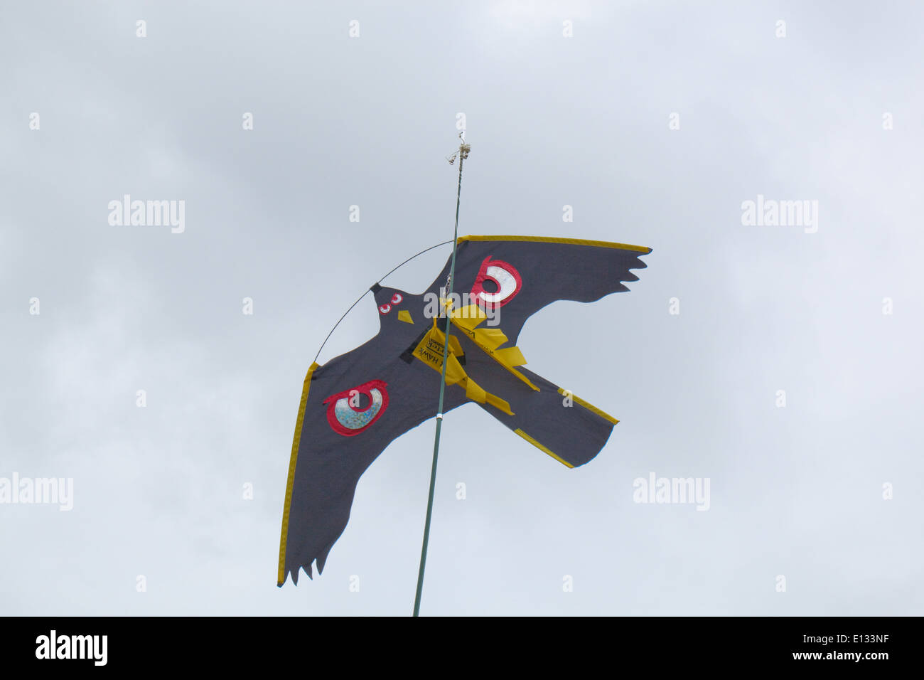 Cerf-volant d'effarouchement des oiseaux, avec beaucoup d'accent sur les yeux, utilisé pour agir comme un dispositif de récolte d'effarouchement sur les pois. Ingham. Le Norfolk. Banque D'Images