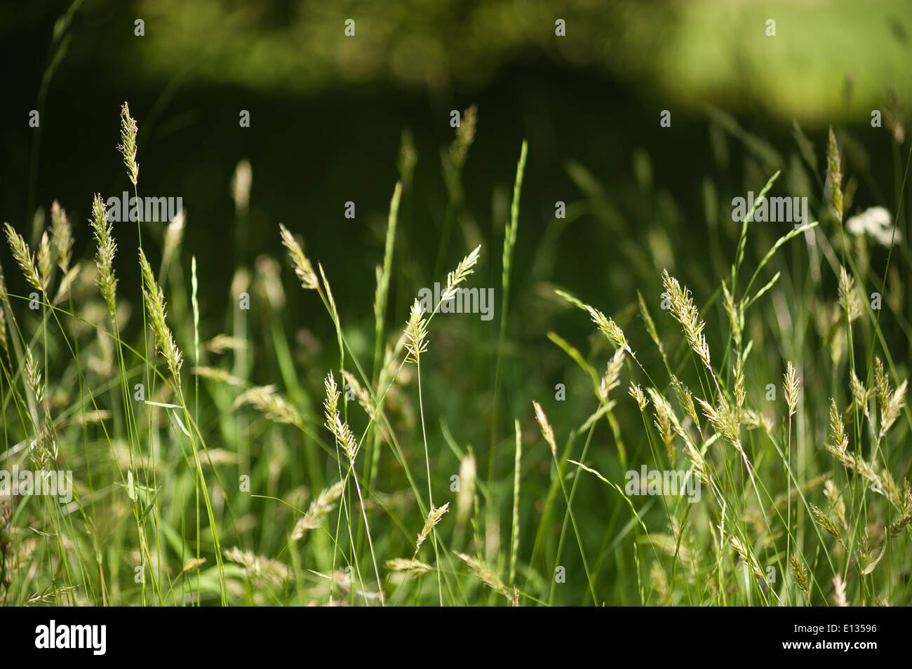 Prairie d'herbes herbe spike debout source de pollen hayfever Banque D'Images