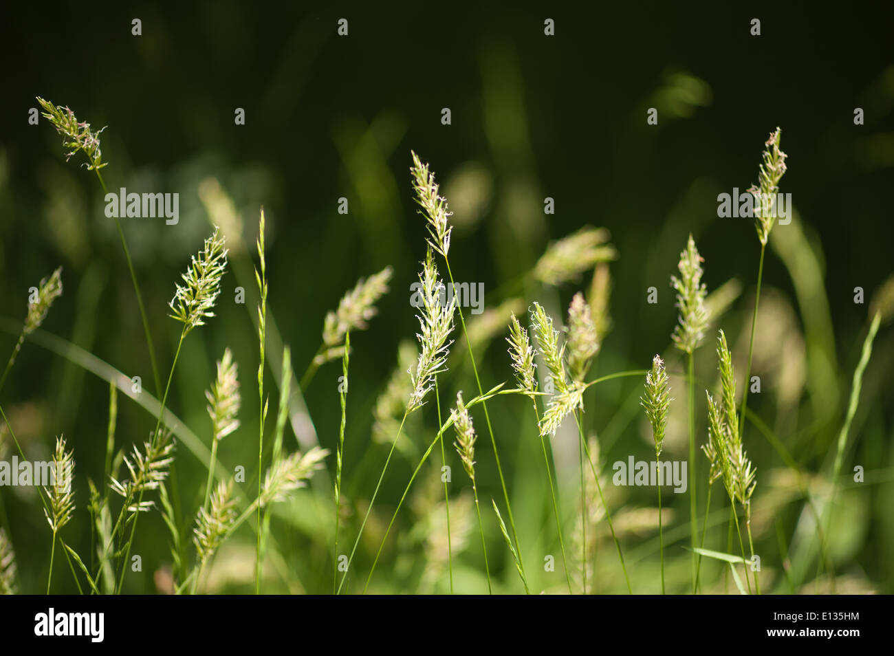 Prairie d'herbes herbe spike debout source de pollen hayfever Banque D'Images