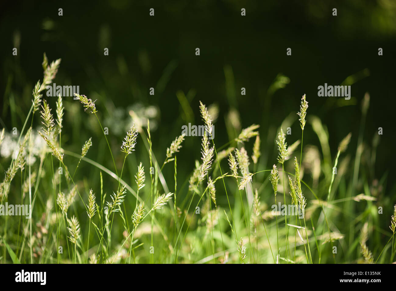 Prairie d'herbes herbe spike debout source de pollen hayfever Banque D'Images