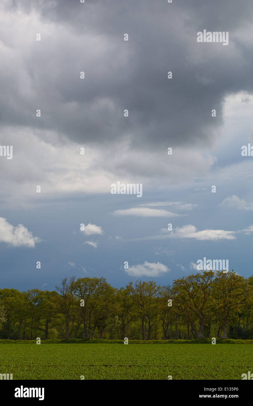 Nuages de pluie sur la forêt, et les terres arables avec récolte de pois semés récemment. Mai. Au printemps. Ingham. Le Norfolk. L'East Anglia. L'Angleterre. Banque D'Images
