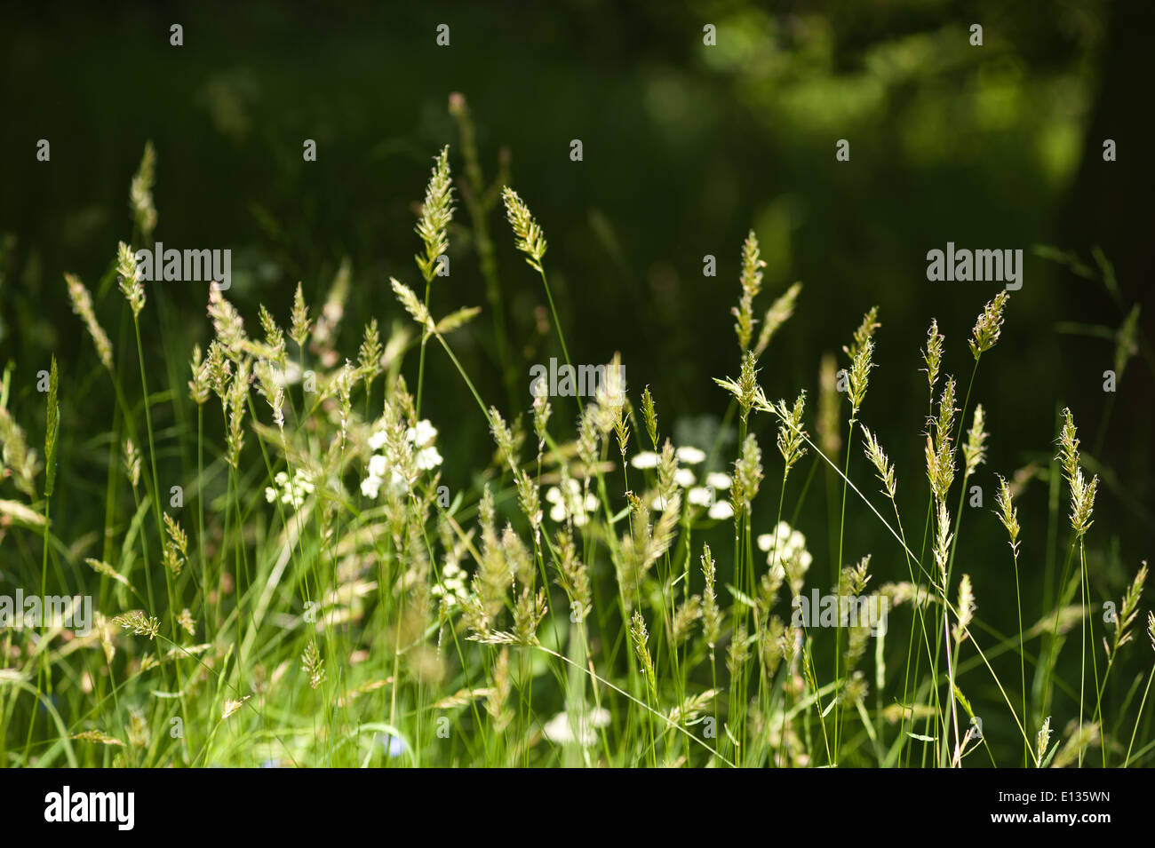Prairie d'herbes herbe spike debout source de pollen hayfever Banque D'Images