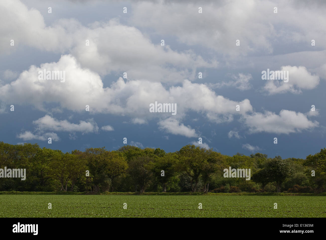 Nuages de pluie sur la forêt, et les terres arables avec récolte de pois semés récemment. Mai. Printemps, Ingham. Broadland. Le Norfolk. L'East Anglia. Banque D'Images
