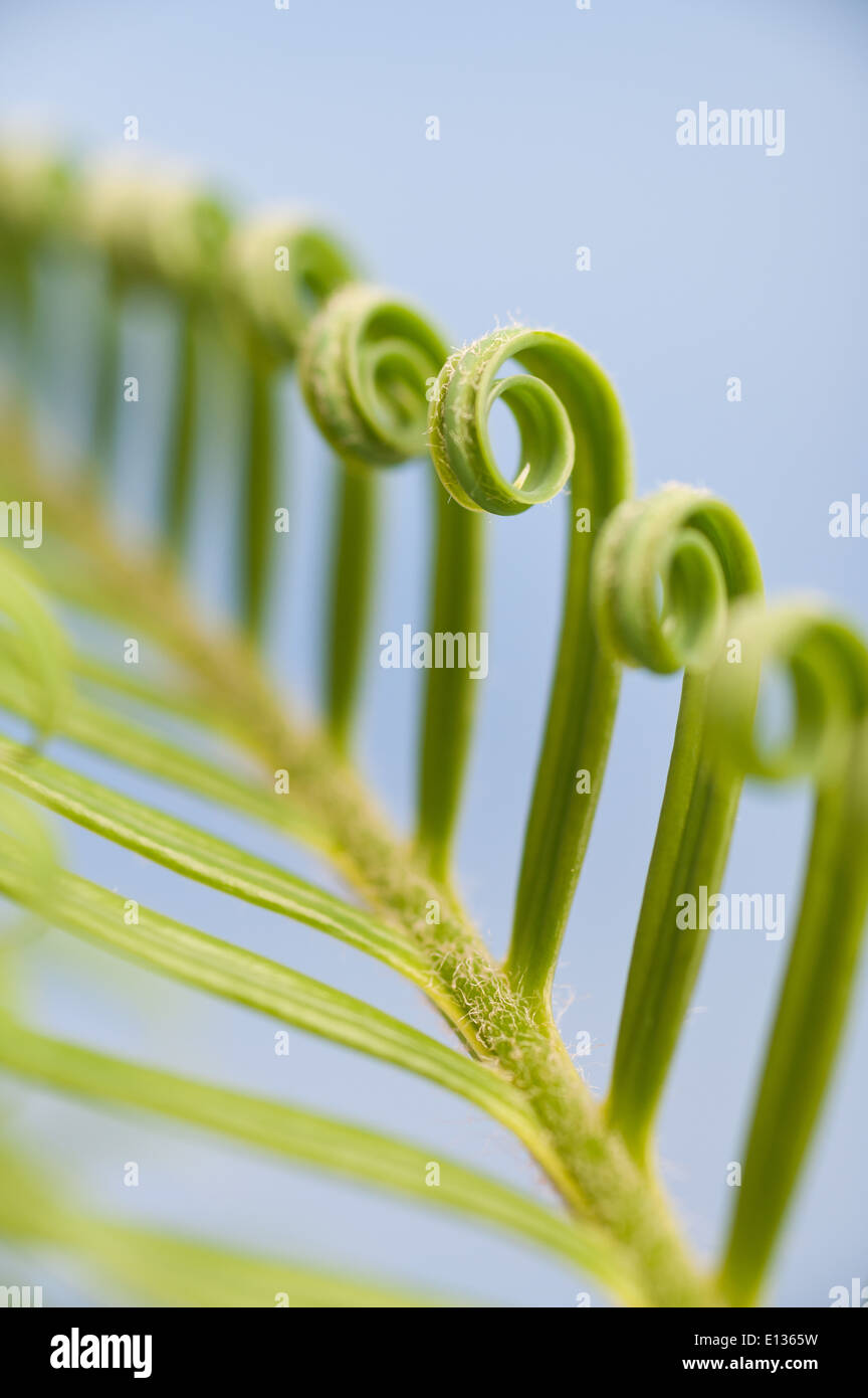 Une nouvelle croissance et de frondes avec des feuilles des plantes de cycadales répétant spirale bobines des tracts contre ciel bleu nature by numbers Banque D'Images