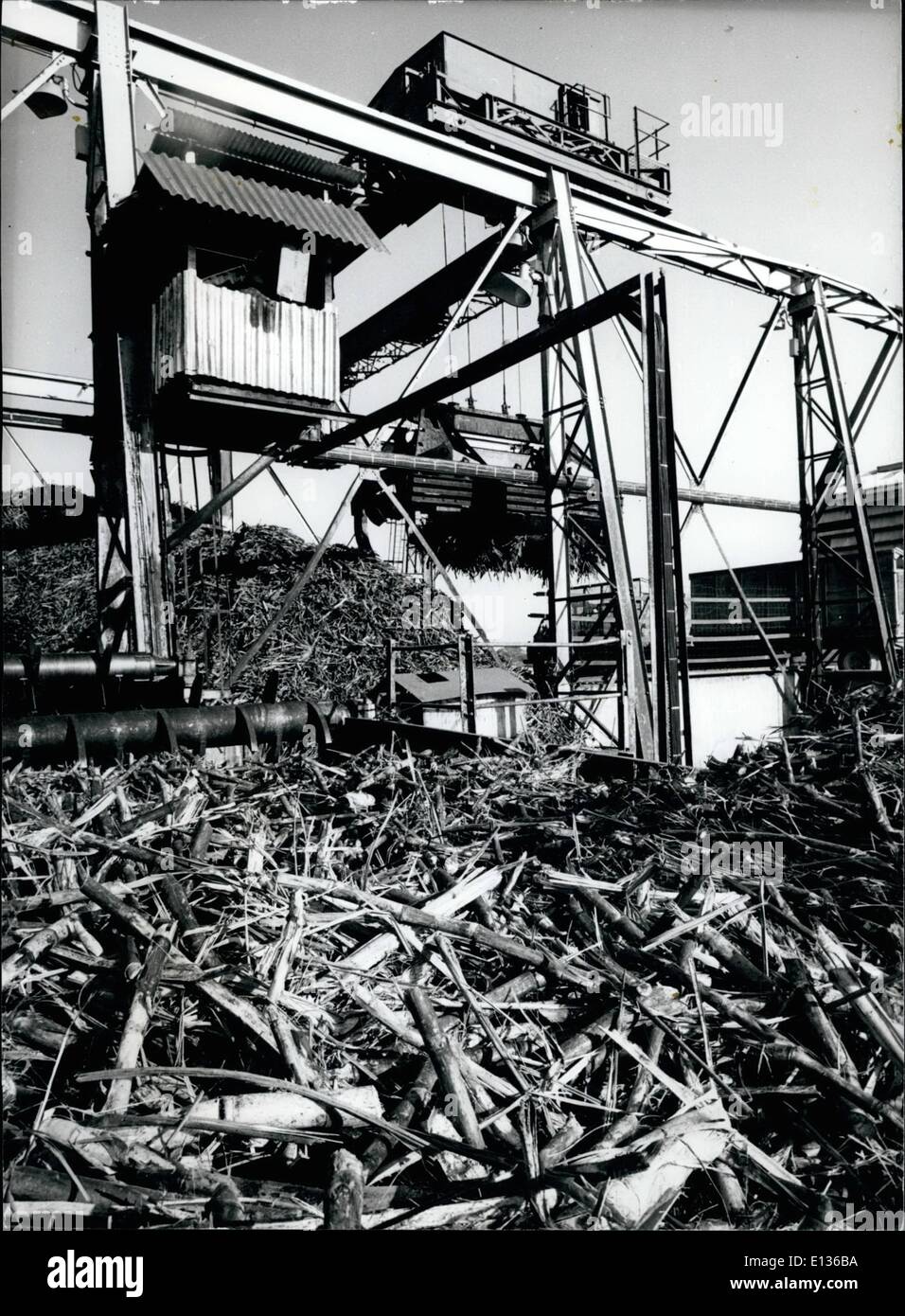 28 févr. 2012 - canne à sucre récoltée est empilé pour le broyeur à Pembroke Hall, de la Tate et Lyle Sugar Refinery près de Corazal, Honduras britannique. Banque D'Images