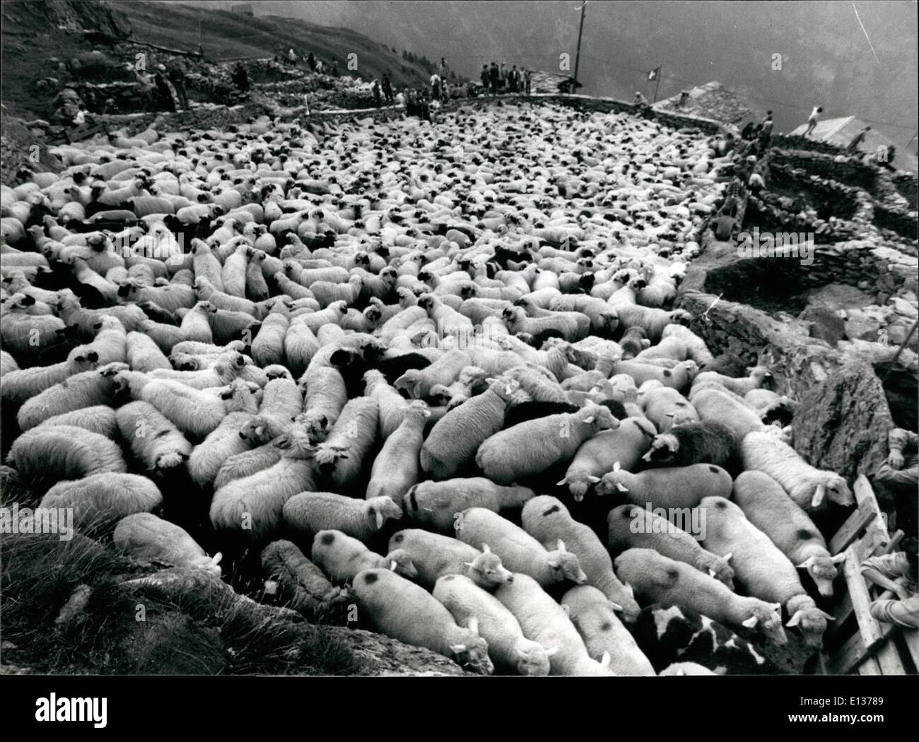 29 février 2012 - Retour de l'alpage - Des milliers de moutons de la race noire indigène nouse de canton suisse. Valais (Suisse occidentale) ont été repoussés de l'alpages près de célèbre glacier d'Aletsch à la basse alpes situé ces jours plus de dangereux sentiers de montagne. Les propriétaires y séparer leurs moutons avant de conduire de nouveau à l'écurie où ils sont gardés pendant l'hiver. Banque D'Images